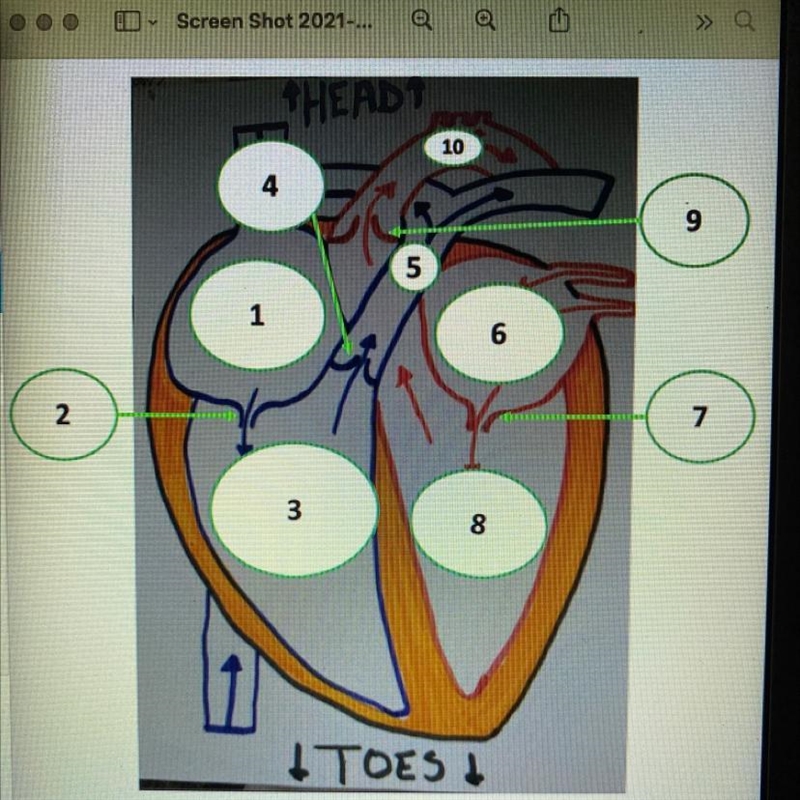 Can someone please help me label these. It is 10 parts to the heart :)-example-1