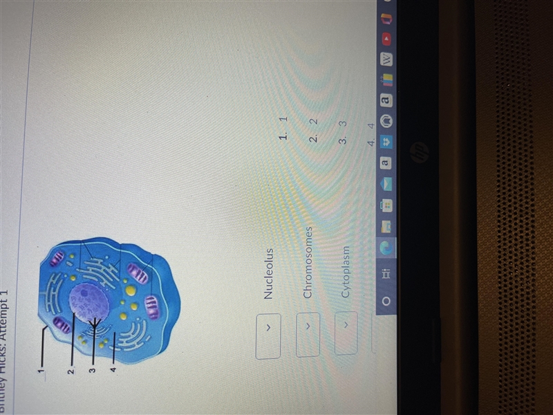 Use diagram to match part of cell-example-1