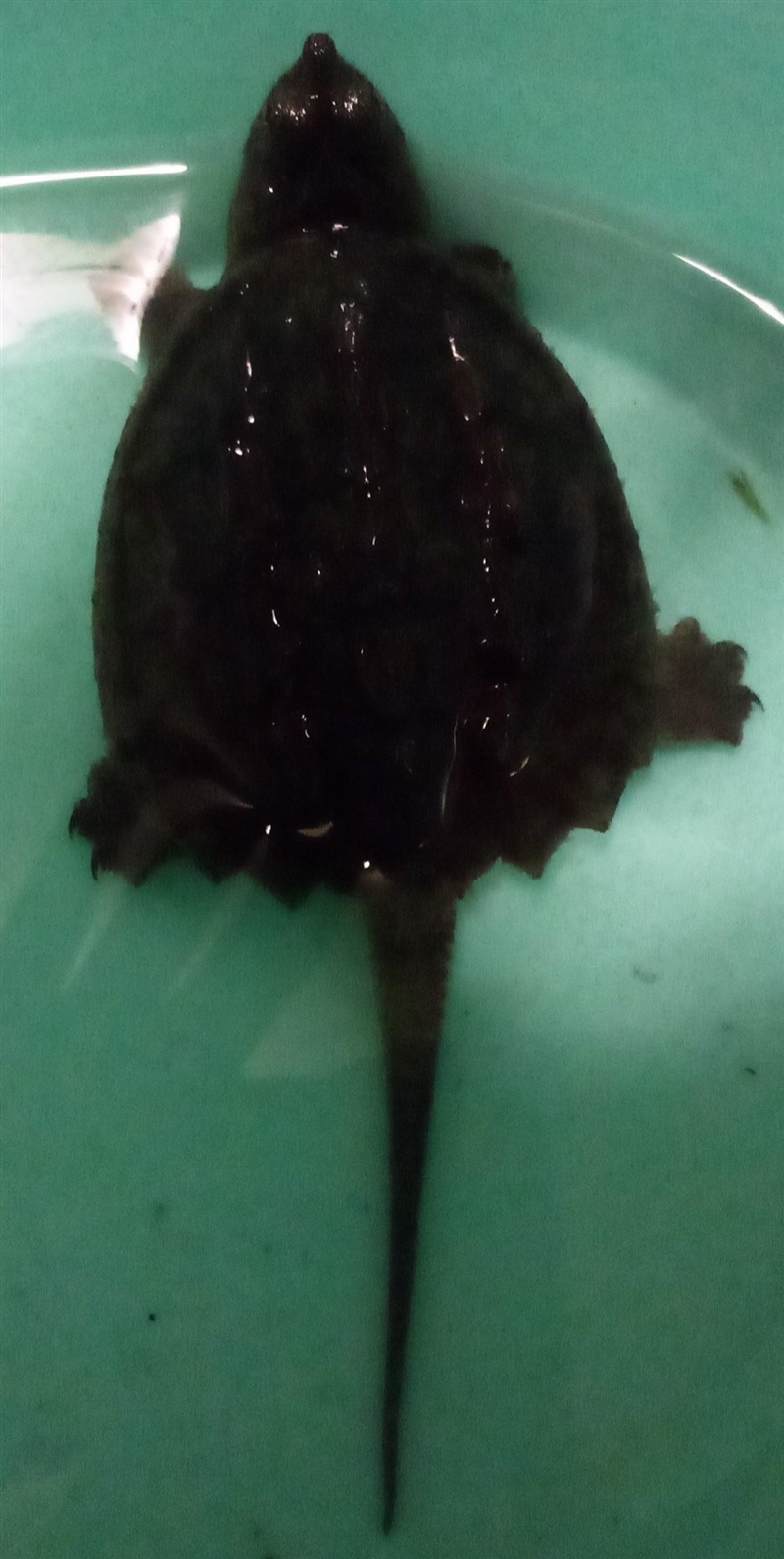 Does anyone know what type of turtle this is ​-example-1