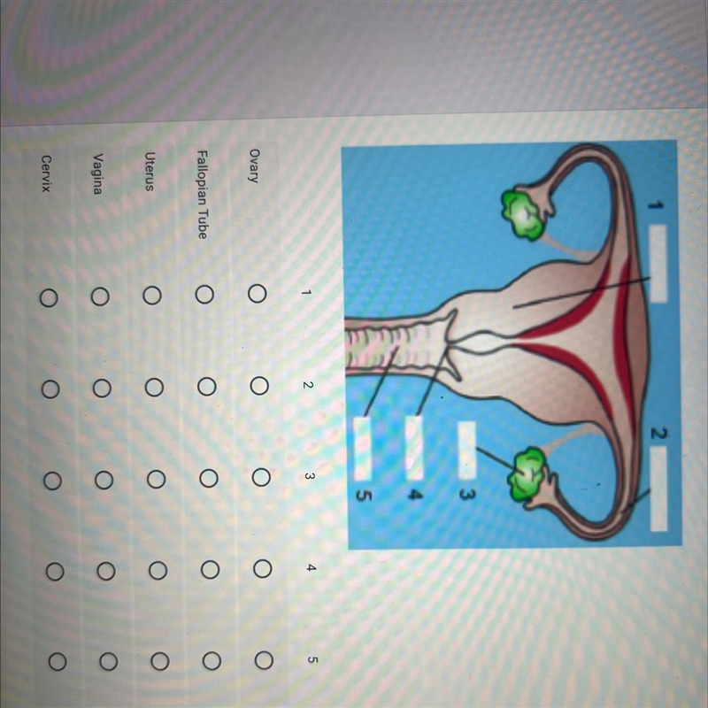 Match the words with the numbers on the diagram below-example-1