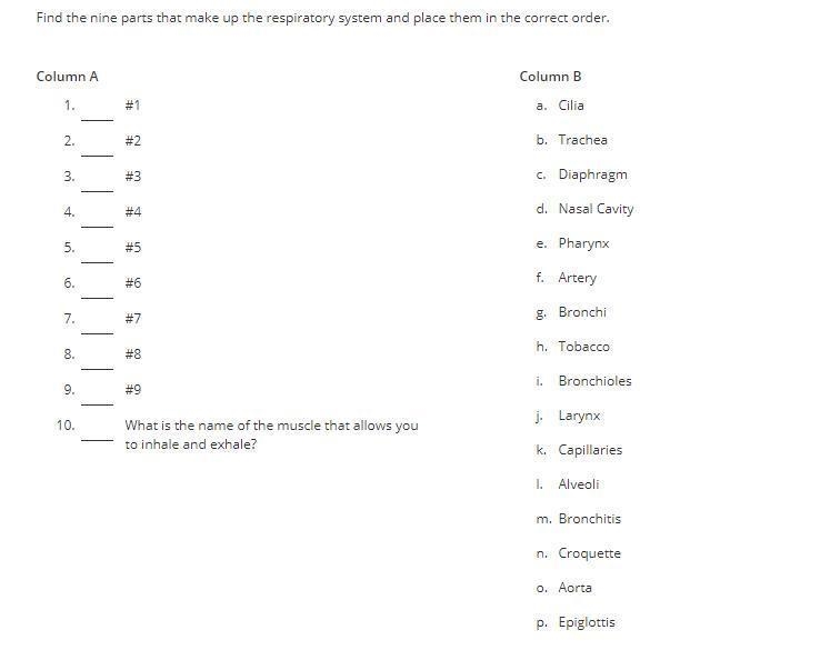 Find the nine parts that make up the respiratory system and place them in the correct-example-1