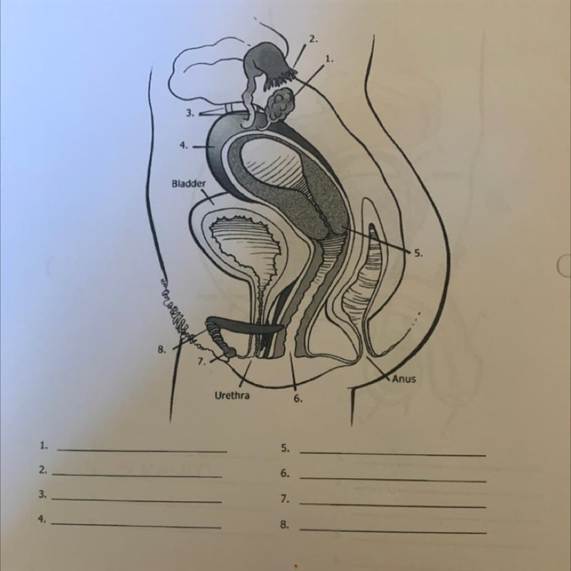 Reproductive system worksheet 4 Can someone help!!!-example-1