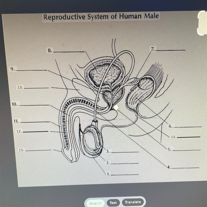 Reproductive system of human male label .-example-1