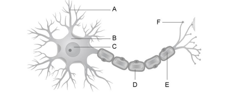 Write the name of each neuron structure next to its corresponding letter.-example-1