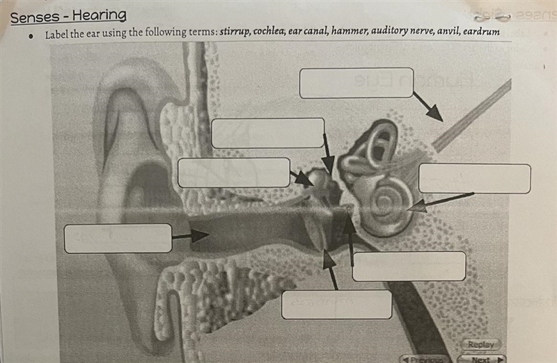 Label the ear using the following terms:stirrup, cochlea, ear canal, hammer, auditory-example-1