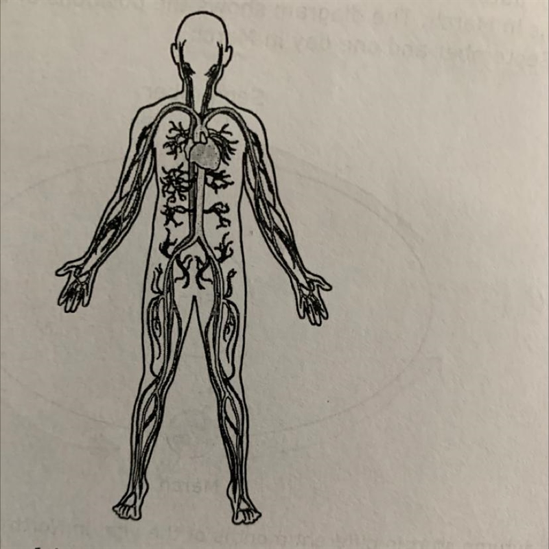 This drawing shows a human body system. What is the primary function of this body-example-1