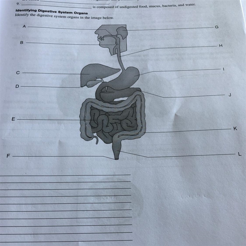 Identify the digestive system organs in the image below:-example-1