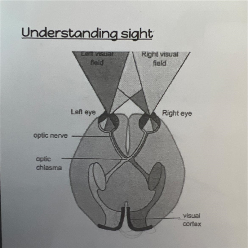 Which part of the visual cortex receives information from the right visual field?-example-1