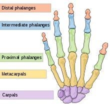 What is the scientific name for fingers bone upper body-example-1