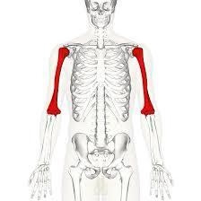 What is the longest bone in your arm called-example-1