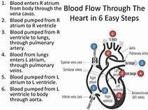 Pathway of blood step by step-example-1