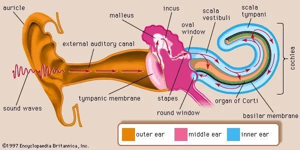 What is the smallest bone in the human body?-example-1