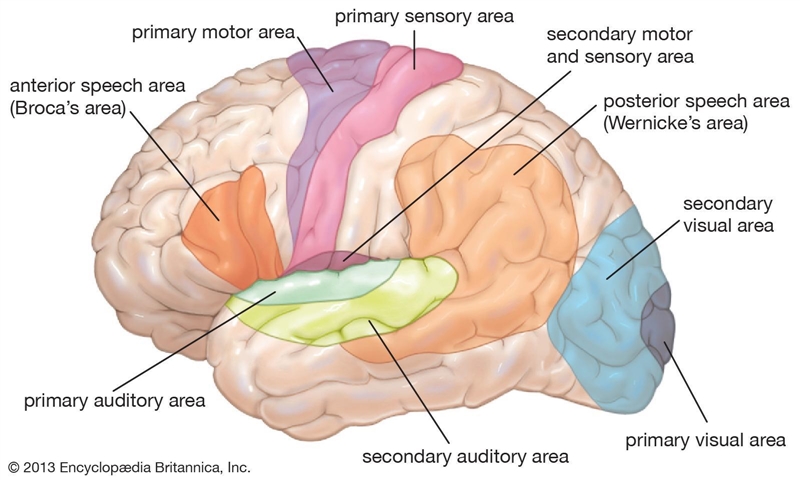 Broca’s area is located in which lobe of the brain?.-example-1