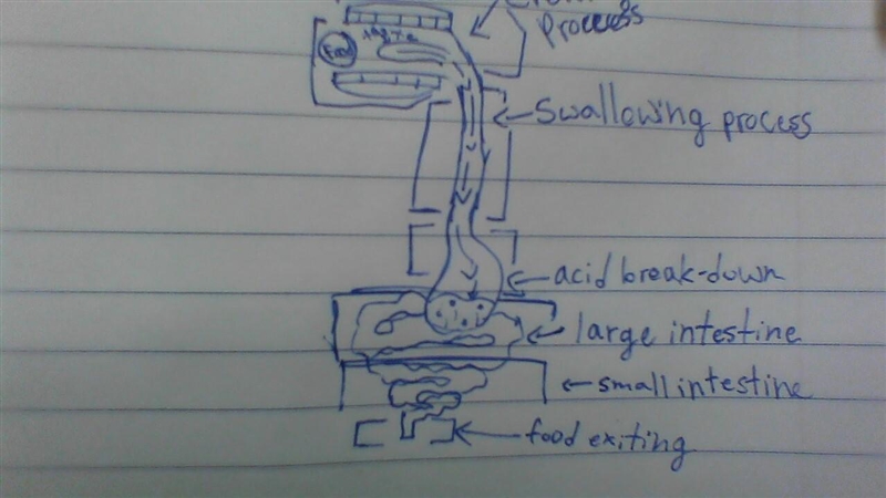 Illustrate the path of a bite of the food from your mouth to its exit from your body-example-1