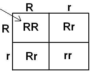 Study the diagram above. It represents four people: two parents and their two children-example-1