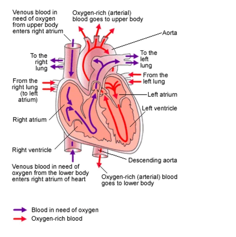 The heart being divided into 4 chambers and having valves to direct blood flow is-example-1