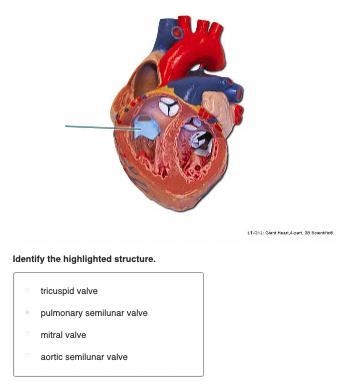 Heart Anatomy can someone please help me with this-example-1