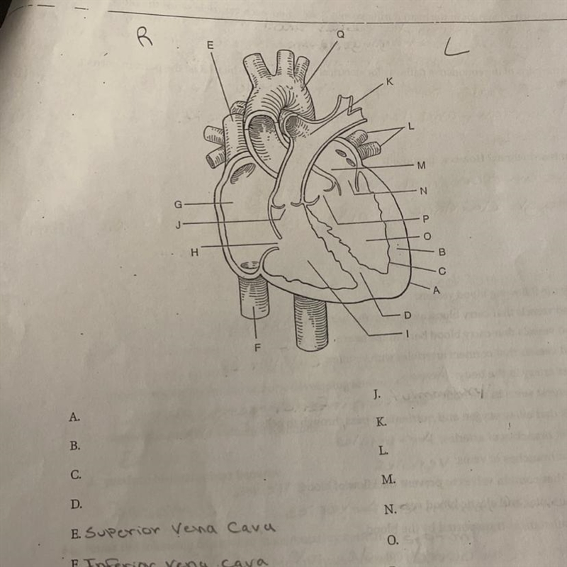 Label the following diagram of the heart. PLEASEEE HELP-example-1