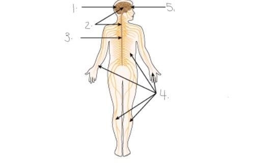 . Label the picture of Nervous System. Mention the number as you write the answer-example-1