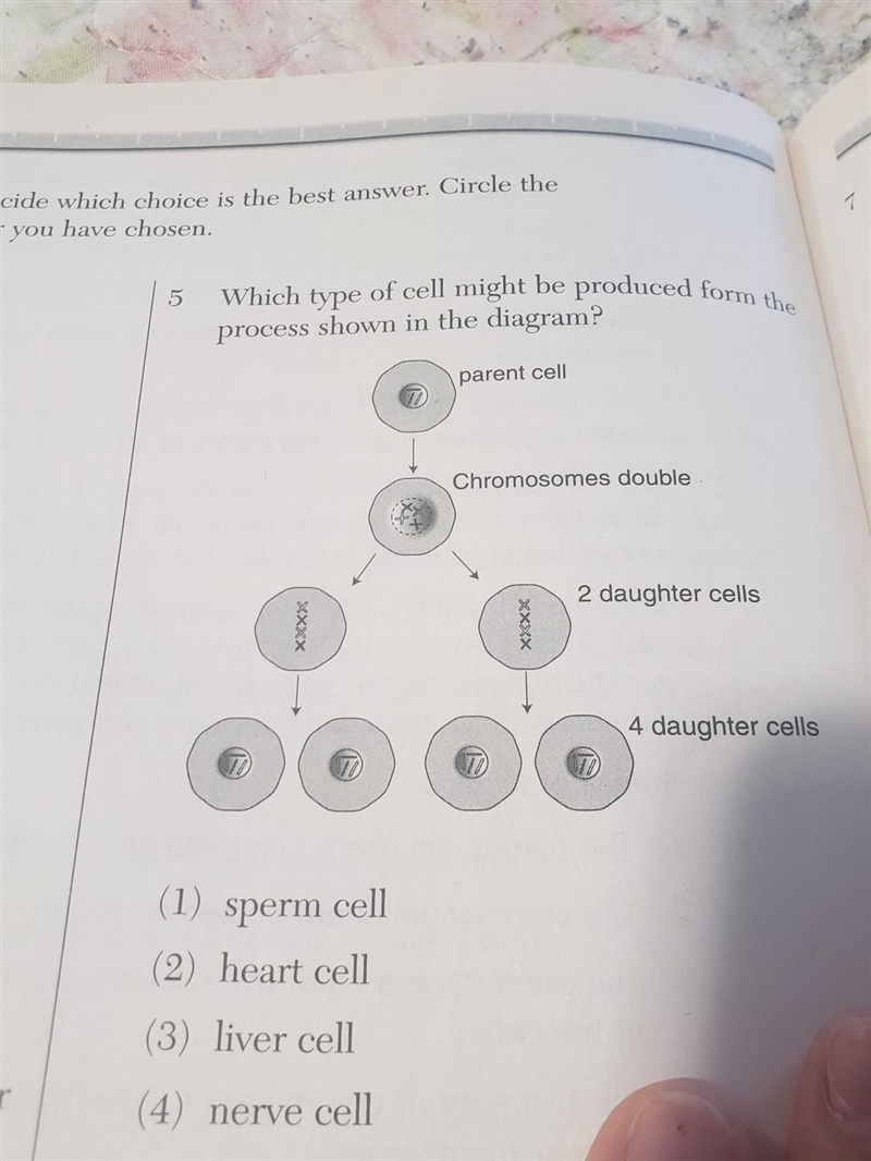 Which type of cell might be produced form the process shown in the diagram?​-example-1