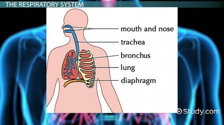 This picture shows you several organs working together, including your lungs, bronchi-example-1