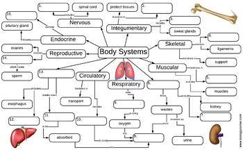 Body Systems Graphic Organizer Each blank space has a number, and each number can-example-1