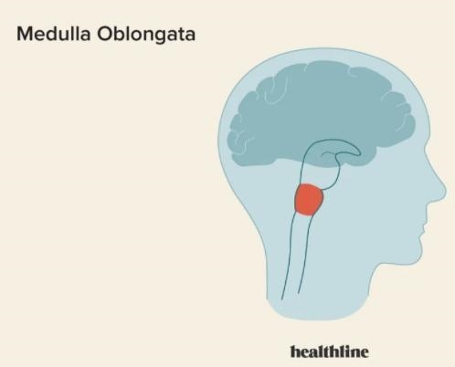 Where in the human body would you find the medulla oblongata? please help this subject-example-1