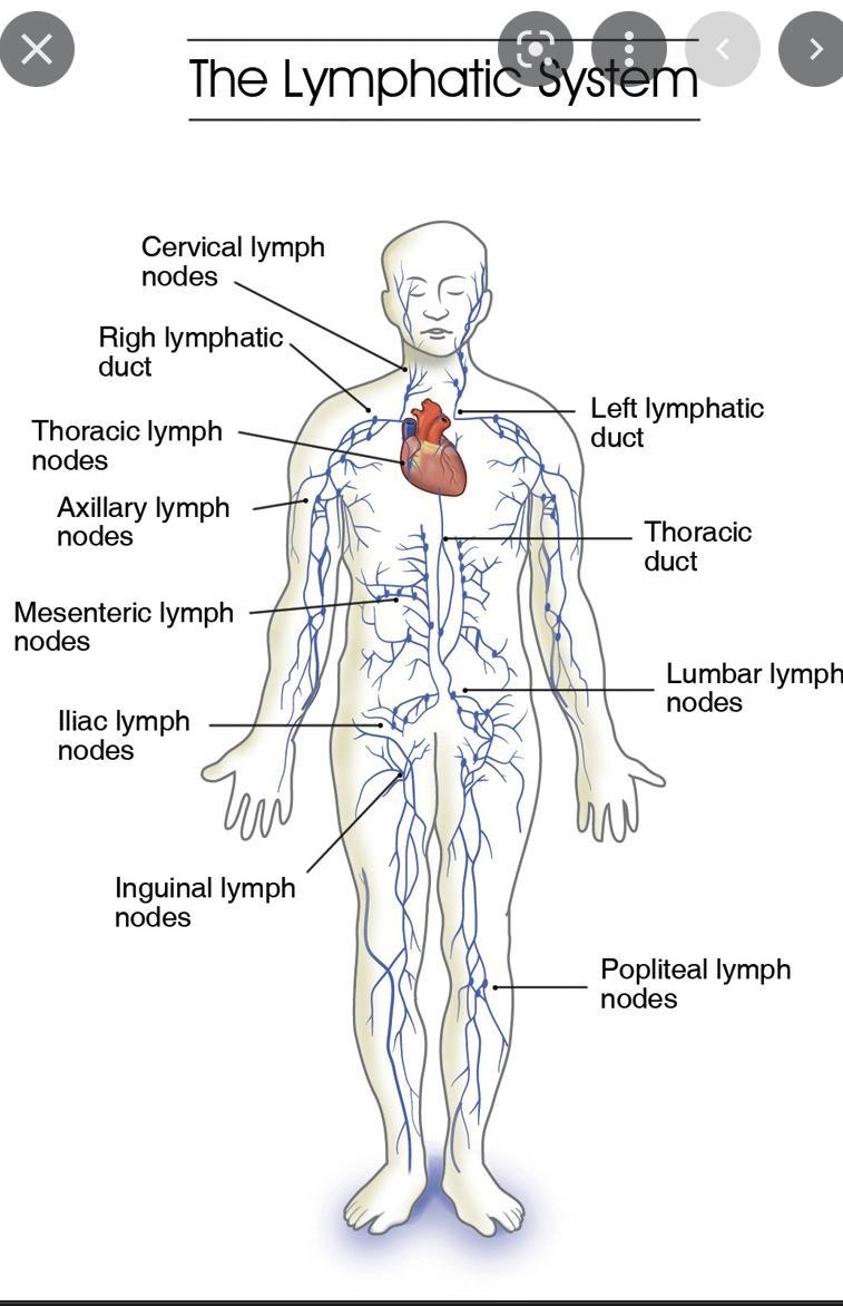 Lymphatic vessels structures:-example-1