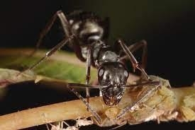 Why are ants important-example-1