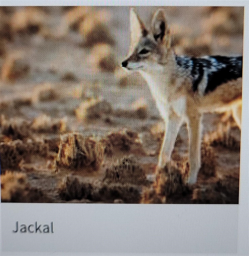 Can someone please help me make a slogan for a jackal that is nearly going extinct-example-1