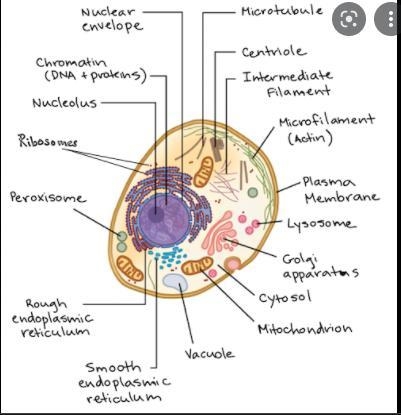 Unlike prokaryotic cells, eukaryotic cells have their genetic material centrally located-example-1