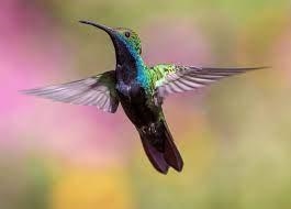 In the mayan myth "gift to the hummingbird," describe the hummingbird's-example-1