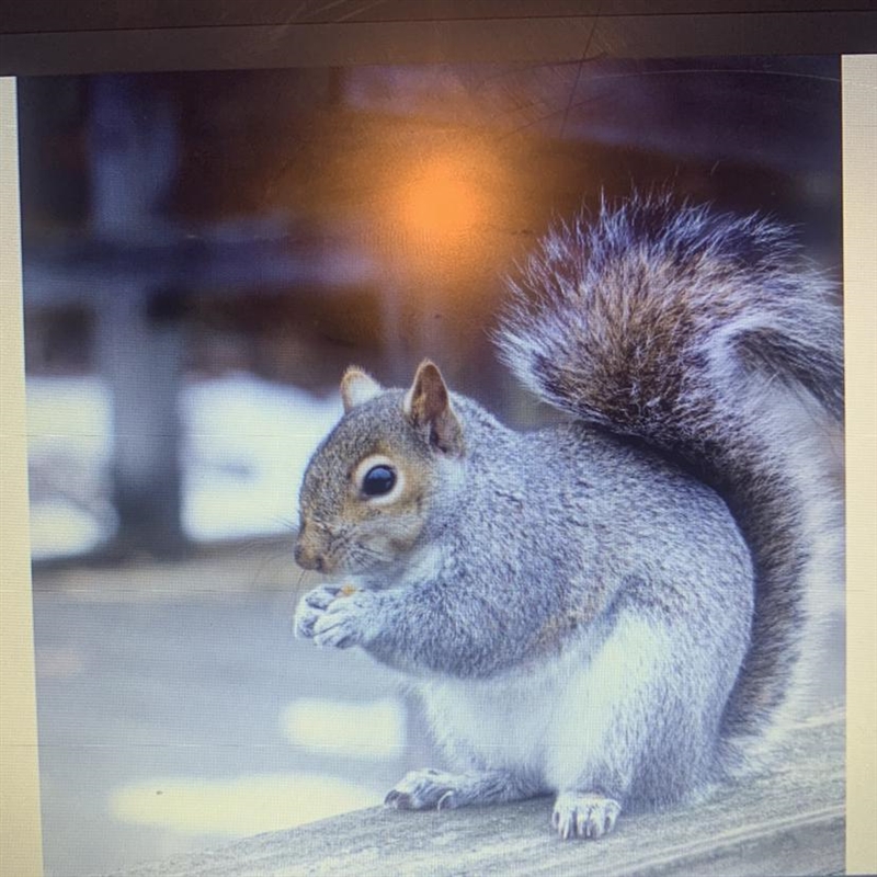 What would be a qualitative description of this squirrel-example-1