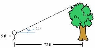 Solve for the height of the tree. Show your work and explain the steps you used to-example-1