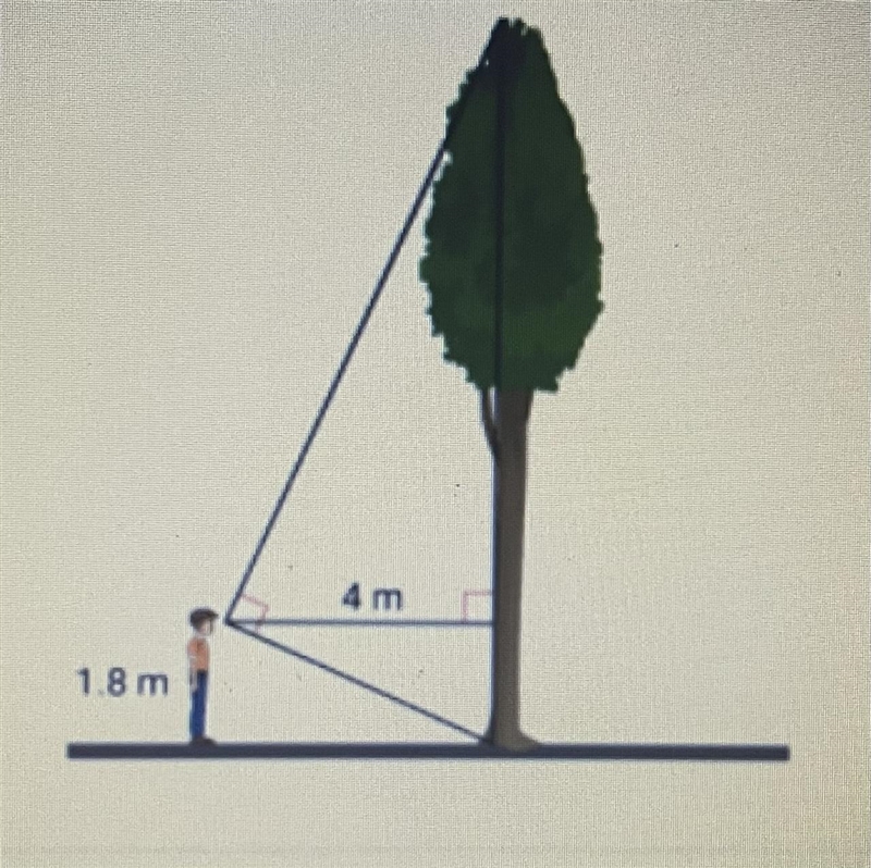 What is the height of the tree?-example-1