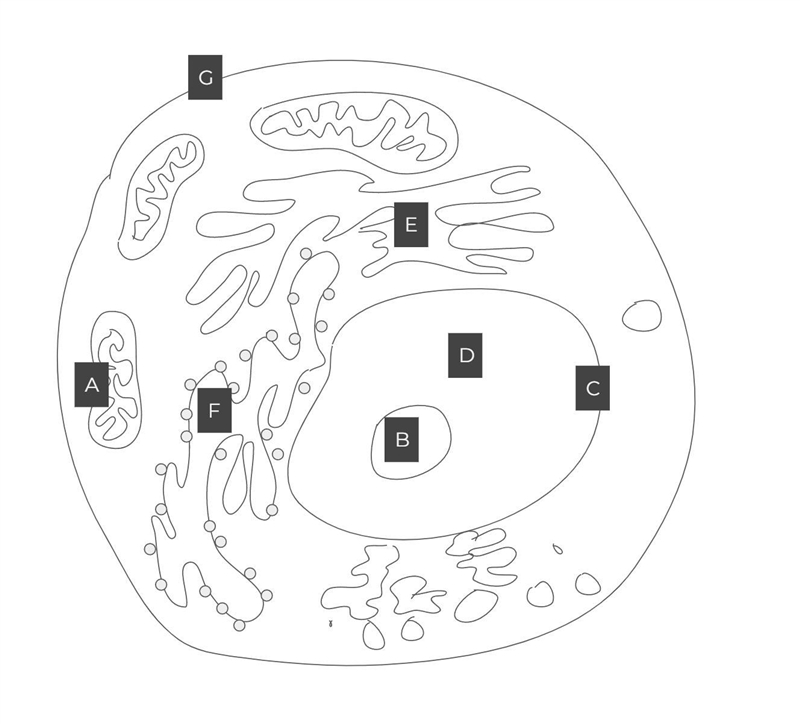 Most likely location of the cell's DNA. A G E F D B C-example-1