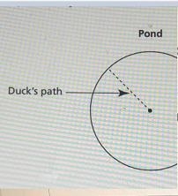 A duck swims from the edge of a circular pond to a fountain in the center of the pond-example-1