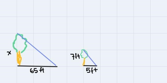 A tree casts a 65-foot shadow, while a nearby tree that 7 feet tall casts a 5- foot-example-1