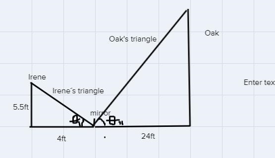 Irene places a mirror on the ground 24 feet from the base of an oak tree. She walks-example-1