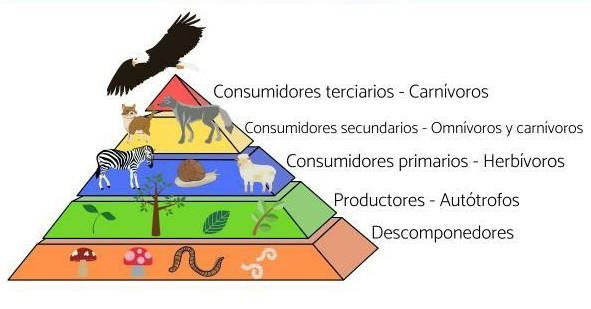 What is Consumidores secundarios?​-example-1