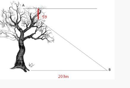 From the diagram below, if the distance between the tree and point B is 203 meters-example-1