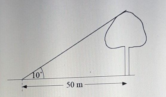 What is the height of the tree? Round answer to the nearest tenth-example-1