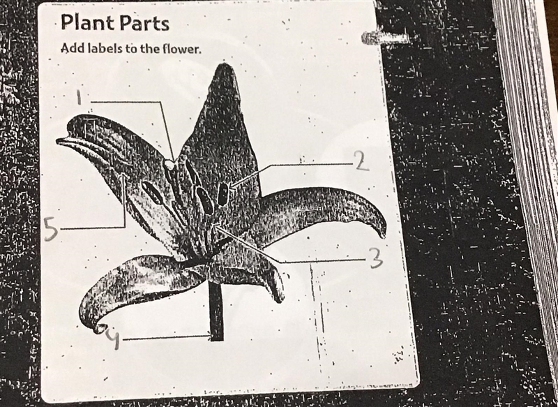 Plant Parts Add labels to the flower. (Please help meeeeeee)-example-1