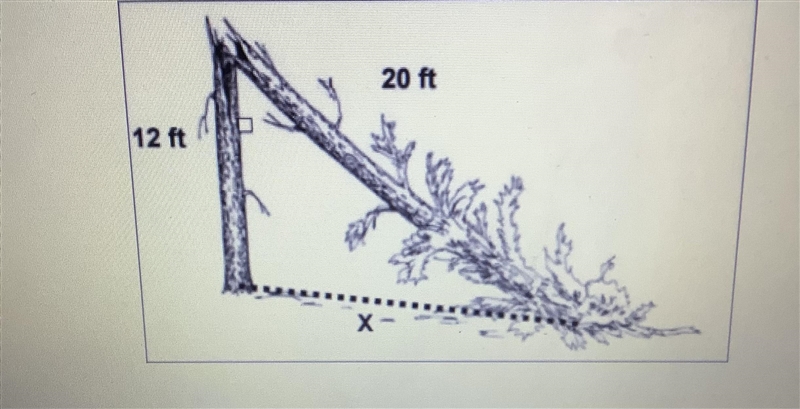 What is the value of X in the figure at right? You gonna assume that the trunk and-example-1