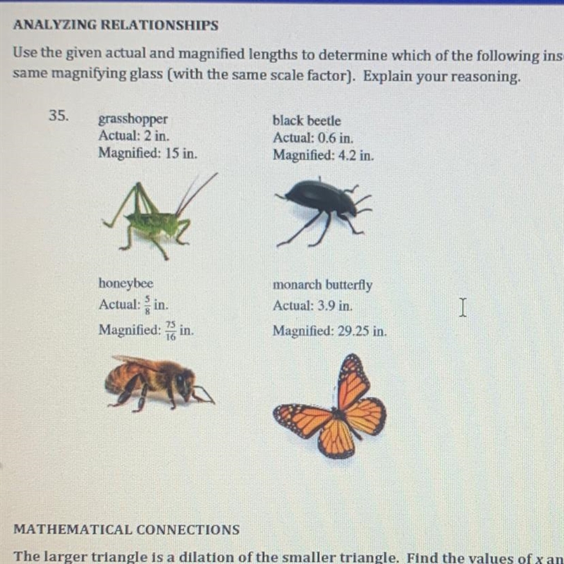 use the given actual and magnified lengths to determine which of the following insects-example-1