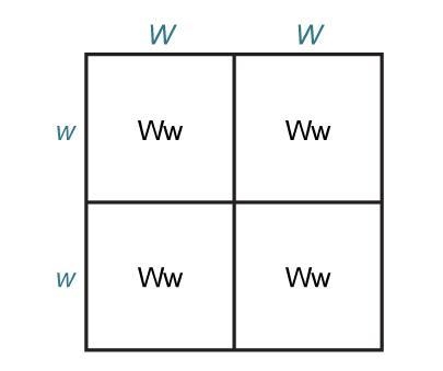 The Punnett square shows the possible genotype combinations of two parents who are-example-1