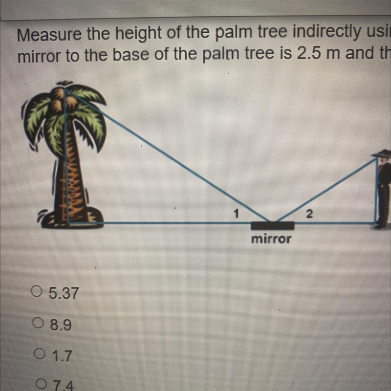 Measure the height of the palm tree indirectly using a mirror that is placed on the-example-1