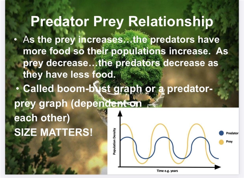 Briefly describe a predatory/prey boom bust graph.-example-1