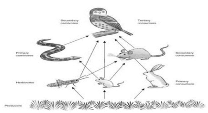 Study the food web below and answer the following : i. In the pyramid of numbers there-example-1