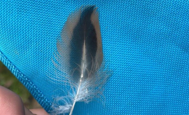 !!BIRD PEOPLE!! What kind of bird might this belong to? It’s a Florida feather and-example-1